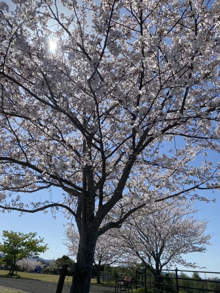 花見